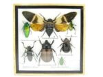 Echte exotische Insekten - Einzelstück - im 3D S-Schaukasten - Wandbild A-S-23 – Bild 2