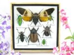 Echte exotische Insekten - Einzelstück - im 3D S-Schaukasten - Wandbild A-S-23