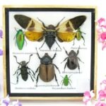 Echte exotische Insekten - Einzelstück - im 3D S-Schaukasten - Wandbild A-S-23