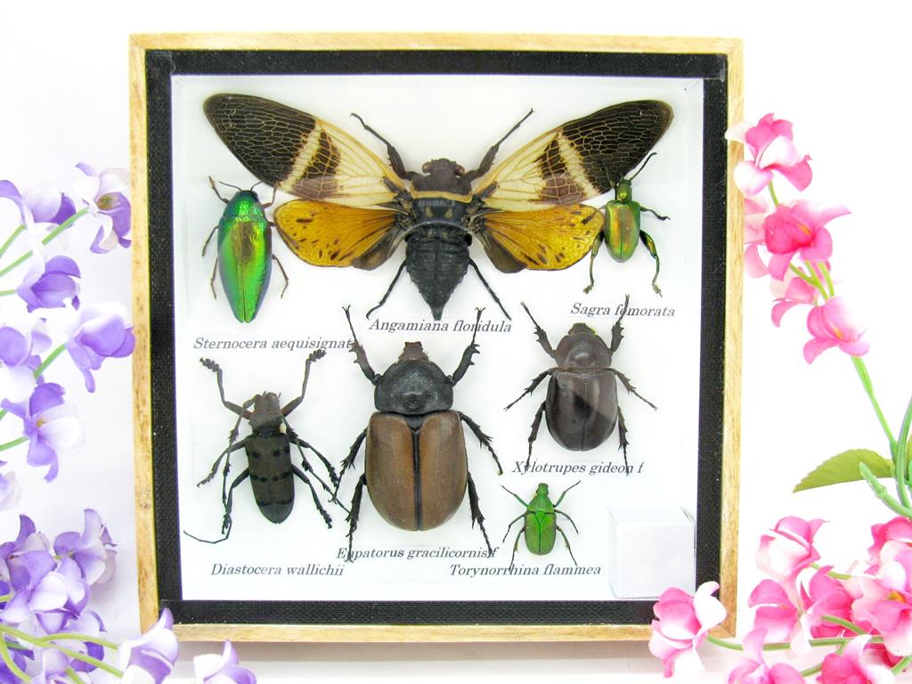 Wunderschöne, tropische und natürlich echte Insekten aus nachhaltiger Zucht im kleinen Schaukasten a-insekten-S-23-a