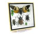 Echte exotische Insekten - Einzelstück - im 3D S-Schaukasten - Wandbild A-S-23 – Bild 3