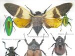Echte exotische Insekten - Einzelstück - im 3D S-Schaukasten - Wandbild A-S-23 – Bild 5