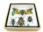 Echte exotische Insekten - Einzelstück - im 3D S-Schaukasten - Wandbild A-S-23 – Bild 6