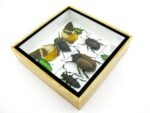 Echte exotische Insekten - Einzelstück - im 3D S-Schaukasten - Wandbild A-S-23 – Bild 7