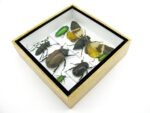 Echte exotische Insekten - Einzelstück - im 3D S-Schaukasten - Wandbild A-S-23 – Bild 8
