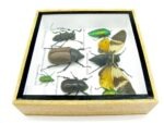 Echte exotische Insekten - Einzelstück - im 3D S-Schaukasten - Wandbild A-S-23 – Bild 9