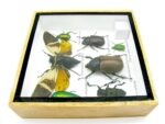 Echte exotische Insekten - Einzelstück - im 3D S-Schaukasten - Wandbild A-S-23 – Bild 10