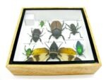 Echte exotische Insekten - Einzelstück - im 3D S-Schaukasten - Wandbild A-S-23 – Bild 11