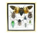 Echte exotische Insekten - Einzelstück - im 3D S-Schaukasten - Wandbild A-S-24 – Bild 2