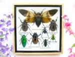 Echte exotische Insekten - Einzelstück - im 3D S-Schaukasten - Wandbild A-S-24