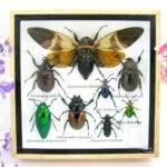 Echte exotische Insekten - Einzelstück - im 3D S-Schaukasten - Wandbild A-S-24
