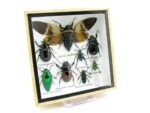 Echte exotische Insekten - Einzelstück - im 3D S-Schaukasten - Wandbild A-S-24 – Bild 3
