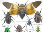 Echte exotische Insekten - Einzelstück - im 3D S-Schaukasten - Wandbild A-S-24 – Bild 5