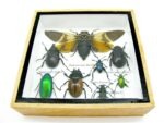 Echte exotische Insekten - Einzelstück - im 3D S-Schaukasten - Wandbild A-S-24 – Bild 6