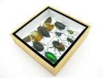 Echte exotische Insekten - Einzelstück - im 3D S-Schaukasten - Wandbild A-S-24 – Bild 7