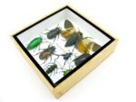 Echte exotische Insekten - Einzelstück - im 3D S-Schaukasten - Wandbild A-S-24 – Bild 8