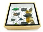 Echte exotische Insekten - Einzelstück - im 3D S-Schaukasten - Wandbild A-S-24 – Bild 9