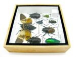 Echte exotische Insekten - Einzelstück - im 3D S-Schaukasten - Wandbild A-S-24 – Bild 10