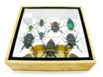 Echte exotische Insekten - Einzelstück - im 3D S-Schaukasten - Wandbild A-S-24 – Bild 11