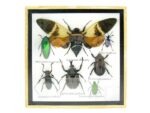 Echte exotische Insekten - Einzelstück - im 3D S-Schaukasten - Wandbild A-S-25 – Bild 2