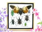 Echte exotische Insekten - Einzelstück - im 3D S-Schaukasten - Wandbild A-S-25