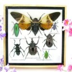 Echte exotische Insekten - Einzelstück - im 3D S-Schaukasten - Wandbild A-S-25