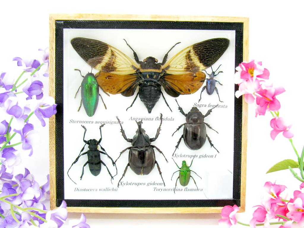 Wunderschöne, tropische und natürlich echte Insekten aus nachhaltiger Zucht im kleinen Schaukasten a-insekten-S-25-a