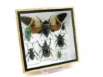 Echte exotische Insekten - Einzelstück - im 3D S-Schaukasten - Wandbild A-S-25 – Bild 3