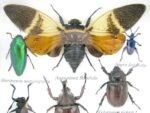 Echte exotische Insekten - Einzelstück - im 3D S-Schaukasten - Wandbild A-S-25 – Bild 5
