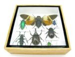 Echte exotische Insekten - Einzelstück - im 3D S-Schaukasten - Wandbild A-S-25 – Bild 6