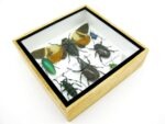 Echte exotische Insekten - Einzelstück - im 3D S-Schaukasten - Wandbild A-S-25 – Bild 7