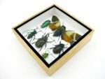 Echte exotische Insekten - Einzelstück - im 3D S-Schaukasten - Wandbild A-S-25 – Bild 8