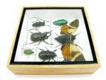 Echte exotische Insekten - Einzelstück - im 3D S-Schaukasten - Wandbild A-S-25 – Bild 9