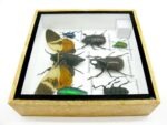 Echte exotische Insekten - Einzelstück - im 3D S-Schaukasten - Wandbild A-S-25 – Bild 10