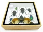 Echte exotische Insekten - Einzelstück - im 3D S-Schaukasten - Wandbild A-S-25 – Bild 11