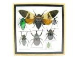 Echte exotische Insekten - Einzelstück - im 3D S-Schaukasten - Wandbild A-S-26 – Bild 2