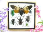 Echte exotische Insekten - Einzelstück - im 3D S-Schaukasten - Wandbild A-S-26