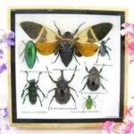 Echte exotische Insekten - Einzelstück - im 3D S-Schaukasten - Wandbild A-S-26