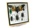 Echte exotische Insekten - Einzelstück - im 3D S-Schaukasten - Wandbild A-S-26 – Bild 3