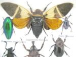 Echte exotische Insekten - Einzelstück - im 3D S-Schaukasten - Wandbild A-S-26 – Bild 5