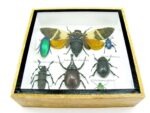 Echte exotische Insekten - Einzelstück - im 3D S-Schaukasten - Wandbild A-S-26 – Bild 6