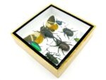 Echte exotische Insekten - Einzelstück - im 3D S-Schaukasten - Wandbild A-S-26 – Bild 7