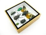 Echte exotische Insekten - Einzelstück - im 3D S-Schaukasten - Wandbild A-S-26 – Bild 8