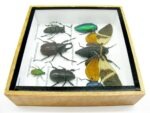 Echte exotische Insekten - Einzelstück - im 3D S-Schaukasten - Wandbild A-S-26 – Bild 9