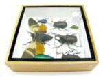 Echte exotische Insekten - Einzelstück - im 3D S-Schaukasten - Wandbild A-S-26 – Bild 10