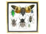 Echte exotische Insekten - Einzelstück - im 3D S-Schaukasten - Wandbild A-S-27 – Bild 2