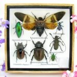 Echte exotische Insekten - Einzelstück - im 3D S-Schaukasten - Wandbild A-S-27