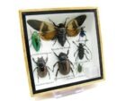 Echte exotische Insekten - Einzelstück - im 3D S-Schaukasten - Wandbild A-S-27 – Bild 3