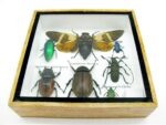Echte exotische Insekten - Einzelstück - im 3D S-Schaukasten - Wandbild A-S-27 – Bild 6