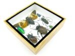 Echte exotische Insekten - Einzelstück - im 3D S-Schaukasten - Wandbild A-S-27 – Bild 7